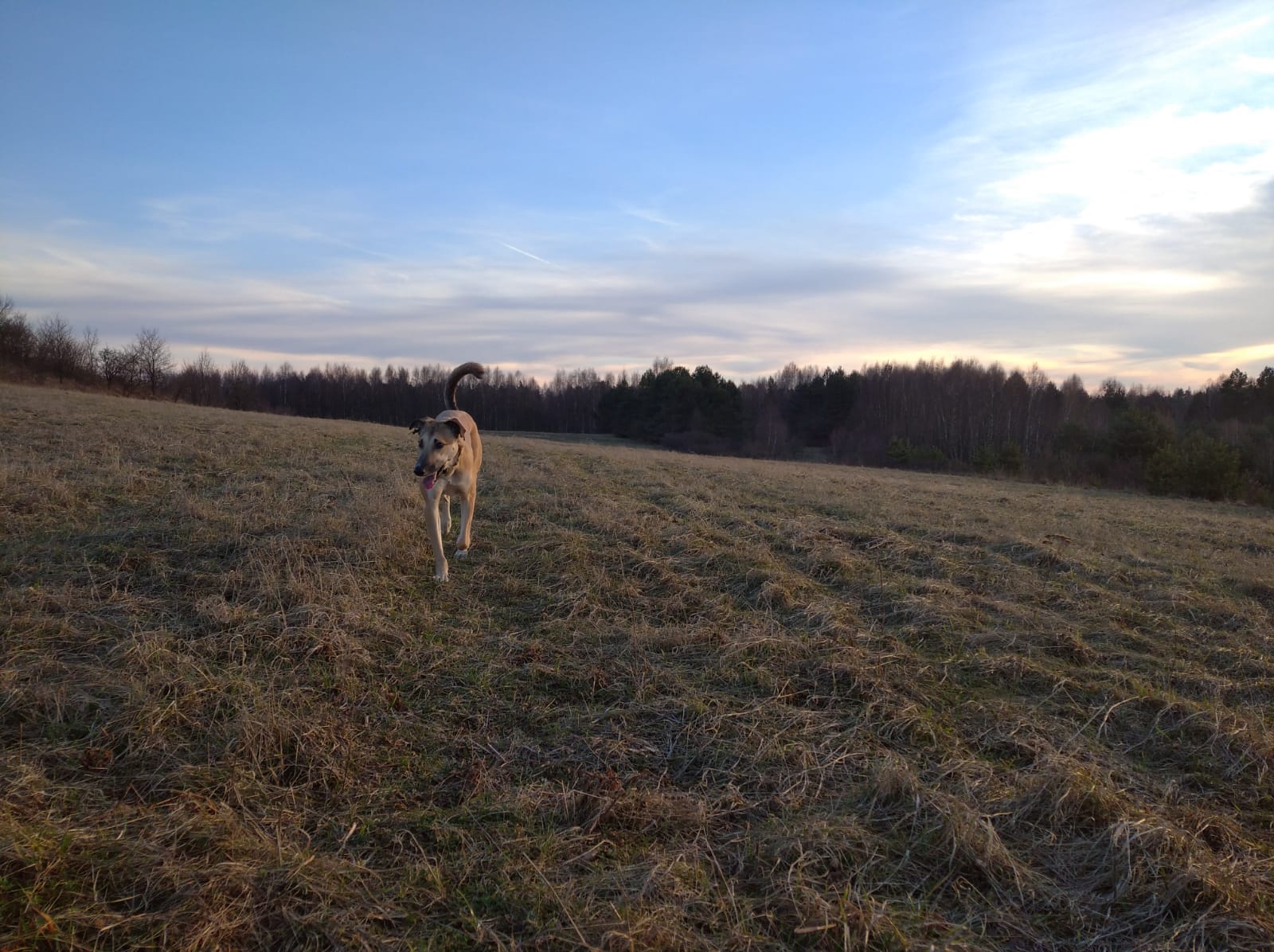 psiolecajka Śliwkowy Sad