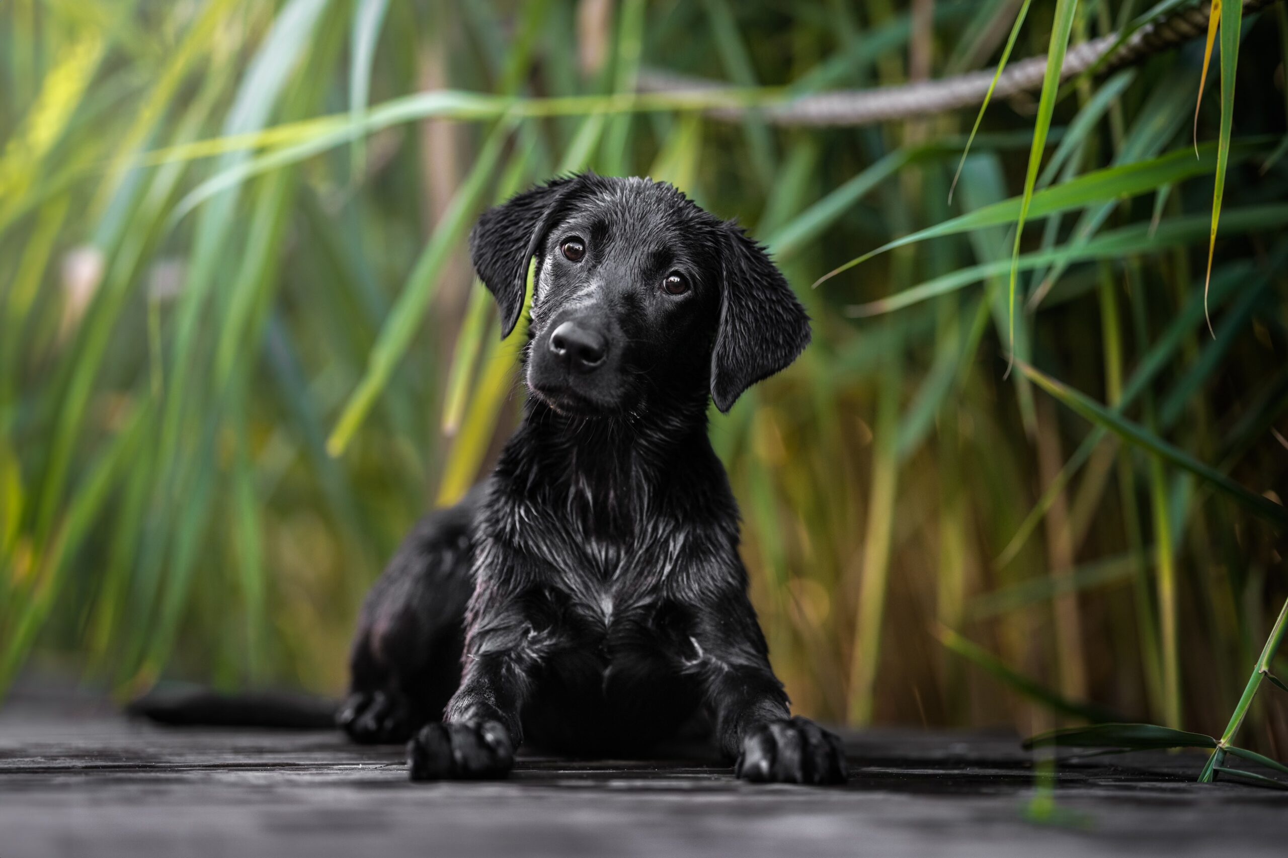 ogłoszenia space4dogs